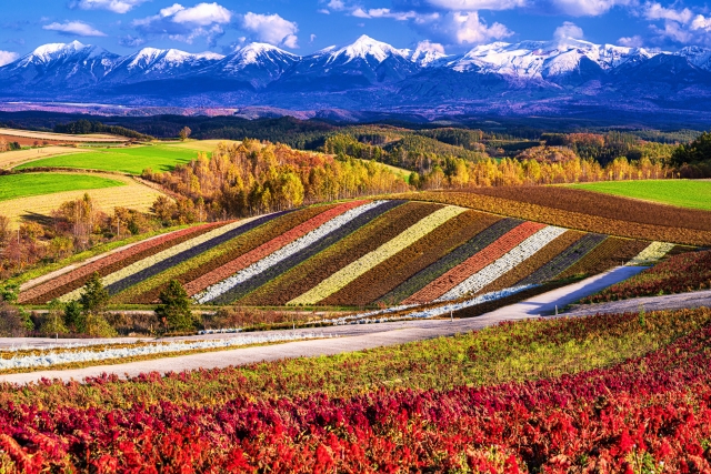 Autumn flower fields in Biei