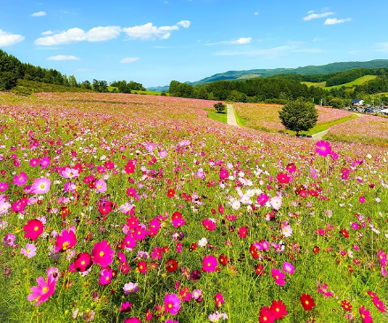 Image of cosmos covering Engaru Park, the hill of the sun