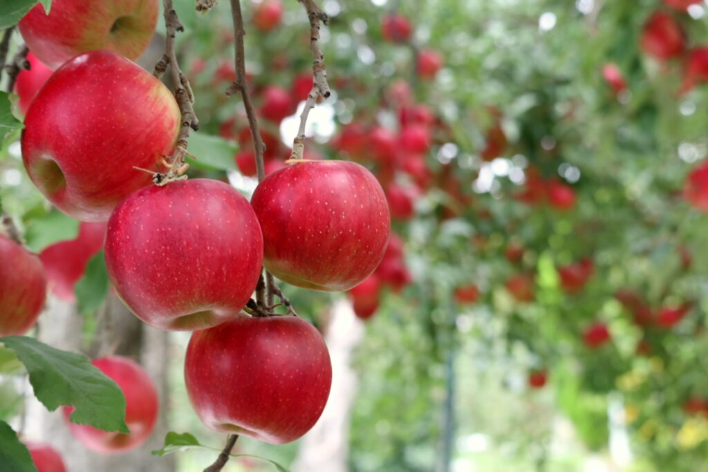 Image of an apple orchard