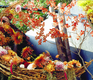 Image of the Nanyo Chrysanthemum Festival